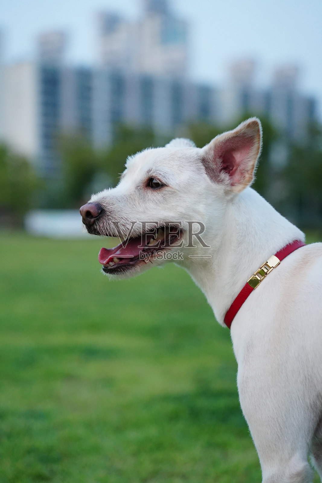 公园里一只戴着红色项圈的白狗肖像。照片摄影图片