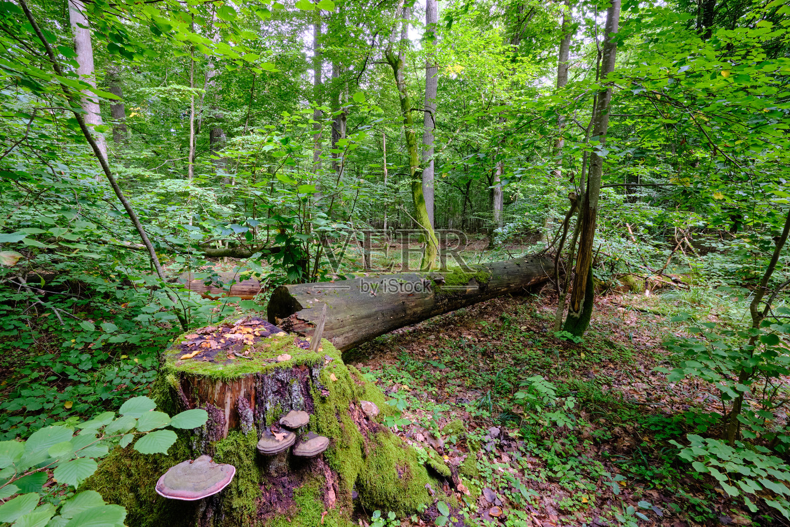 夏季落叶林中有破损的老树照片摄影图片