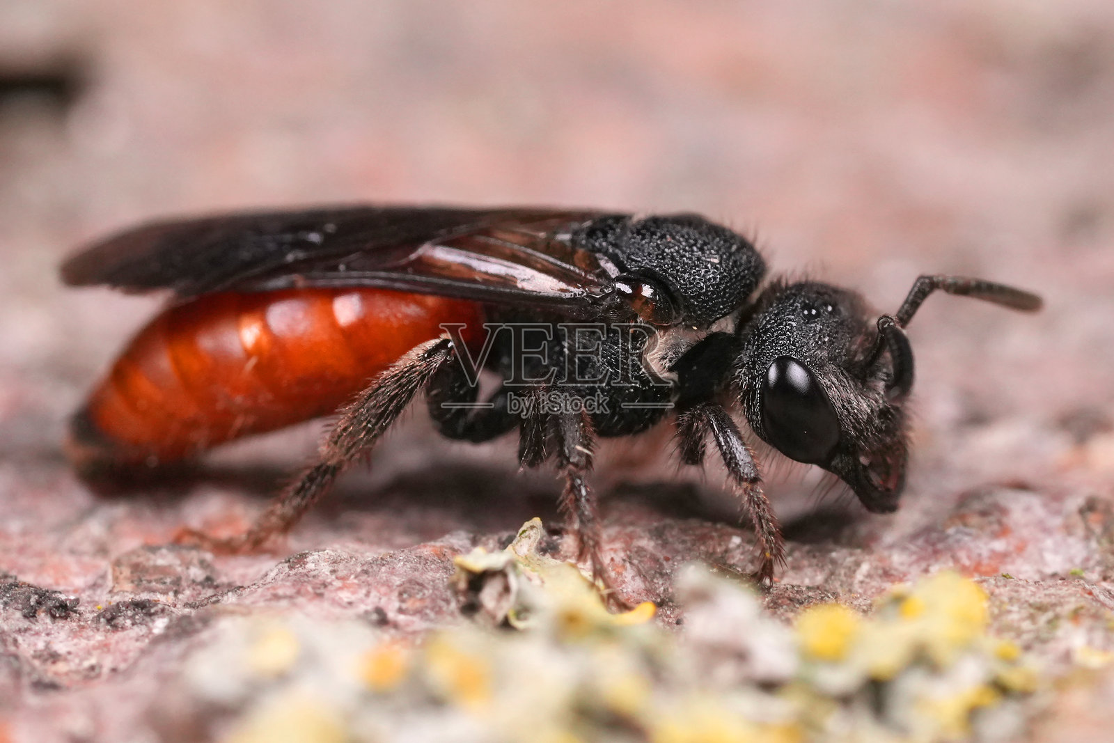 特写镜头展示了大型红宝石色的白唇血蜂（Sphecodes albilabris），一种寄生的独居蜜蜂物种。照片摄影图片