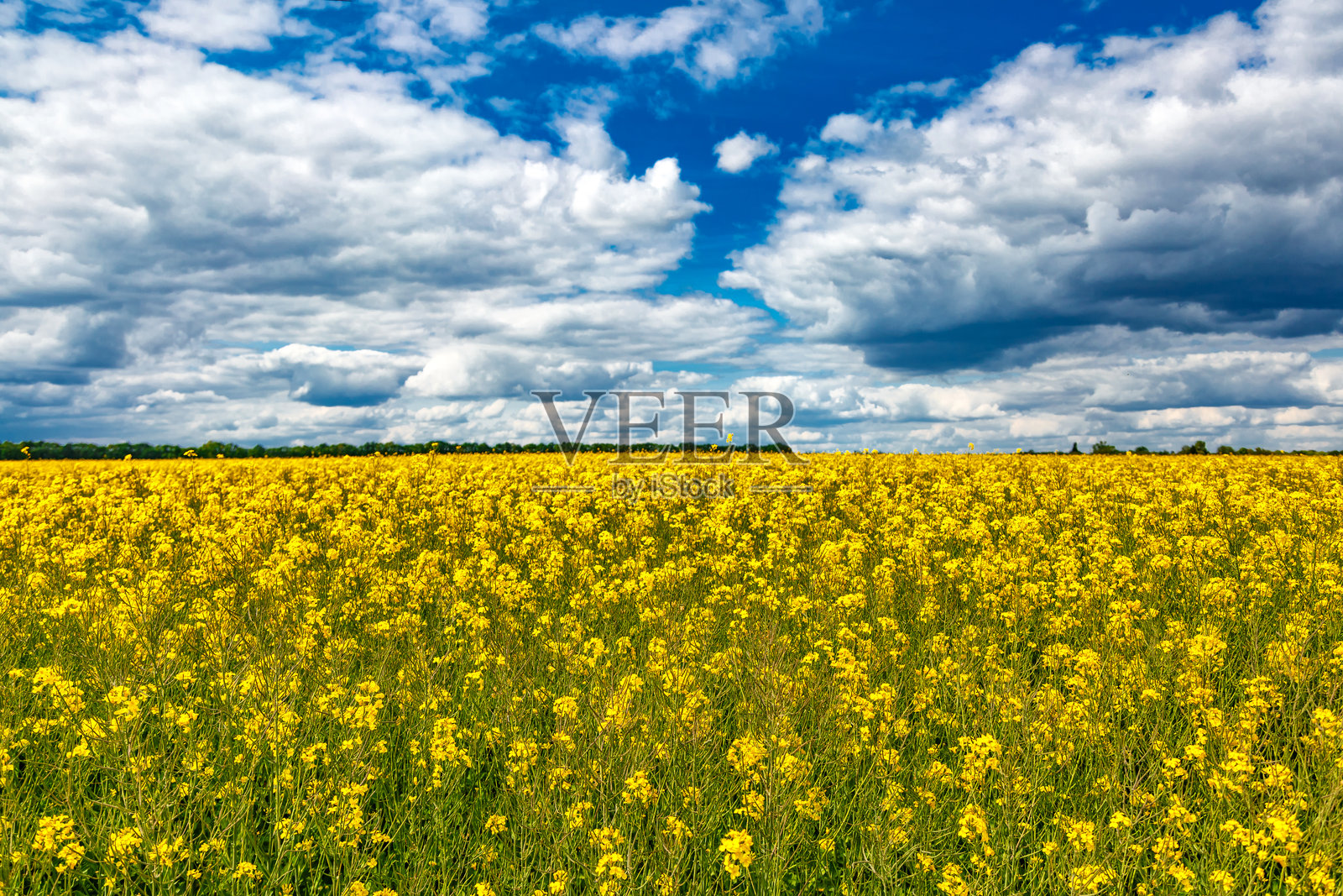 盛开的油菜花（油菜，Brassica napus）。黄色的田野与蓝天白云。油菜植物的农业田地。油籽，菜籽，油菜。盛开的黄色油菜花草甸。照片摄影图片