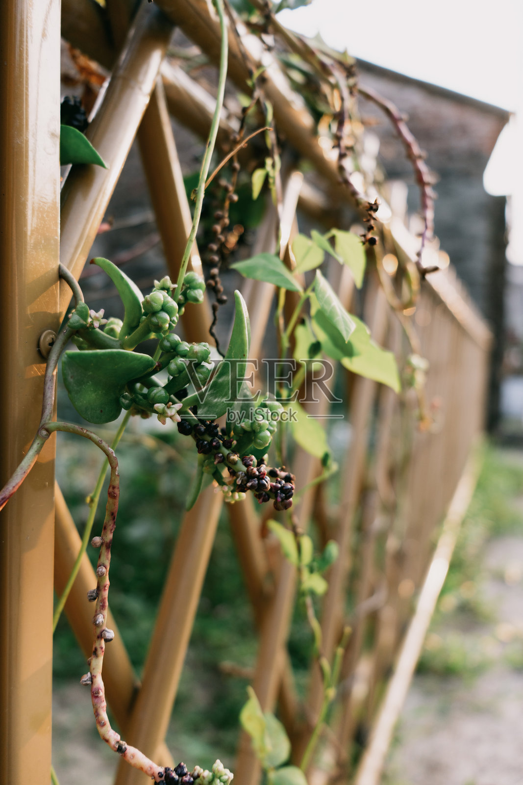 中国乡村的竹篱笆与绿色植物交织在一起，如地面芦荟和藤本植物。照片摄影图片