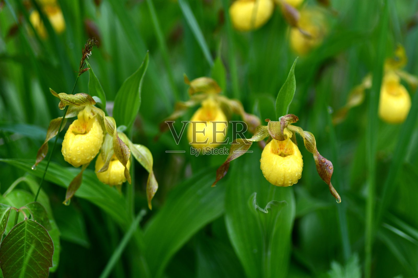 一片黄色女士拖鞋花的田野照片摄影图片