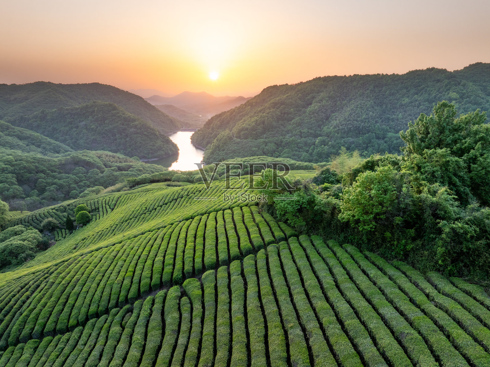 俯瞰茶山风光照片摄影图片
