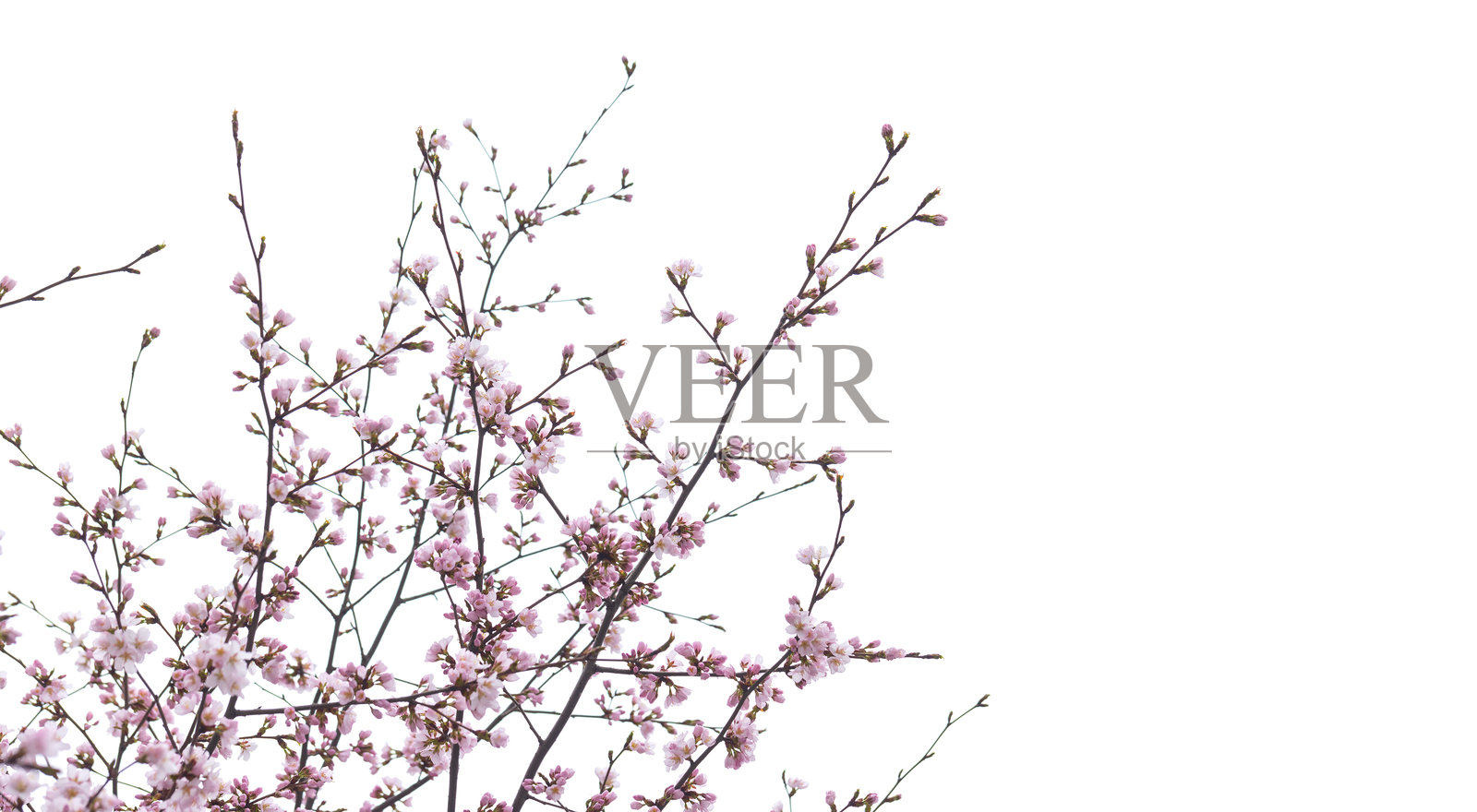 优雅的樱花在细腻的枝条上盛开，背景为白色。照片摄影图片