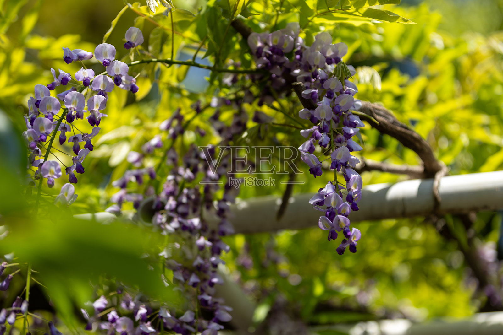 紫藤花照片摄影图片