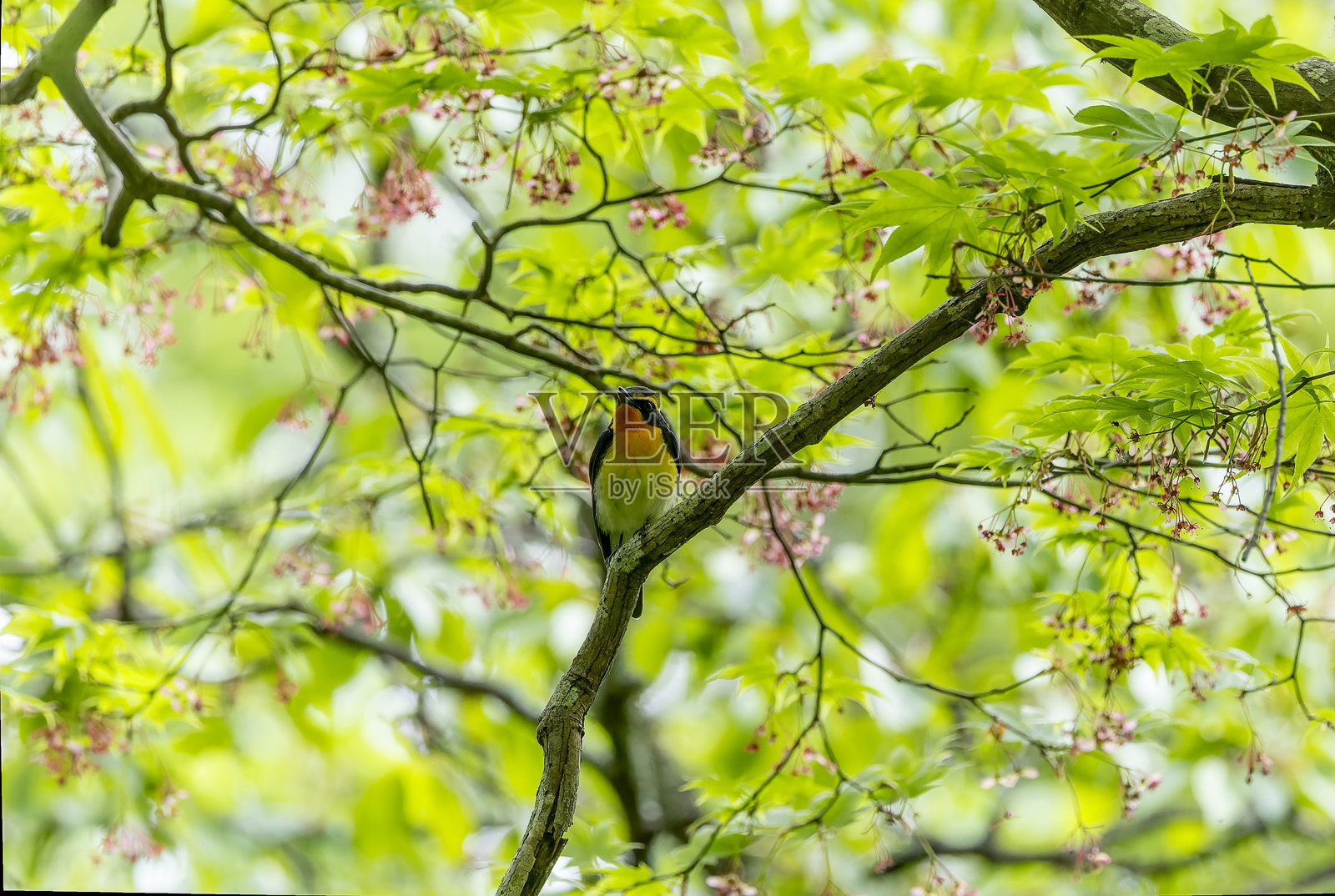 森林中的雄性水仙捕虫鸟。照片摄影图片