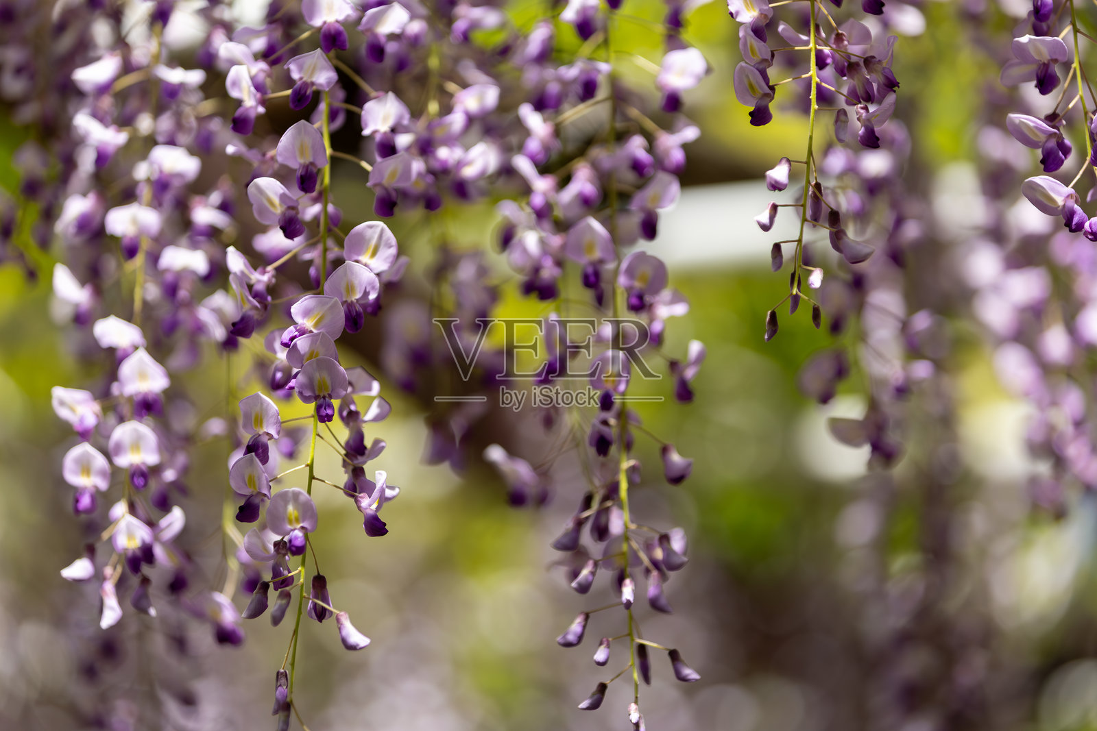 紫藤花照片摄影图片