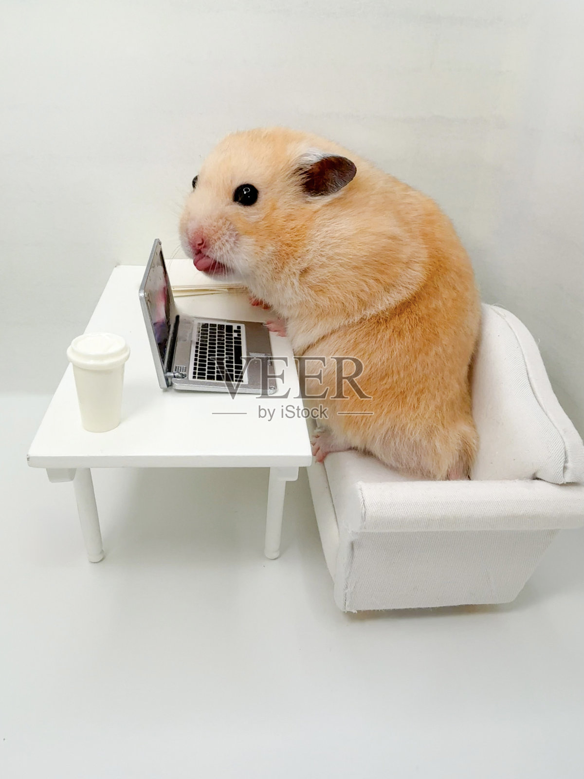可爱的叙利亚仓鼠在白色办公室里使用电脑，吐着舌头，看起来很不满。照片摄影图片