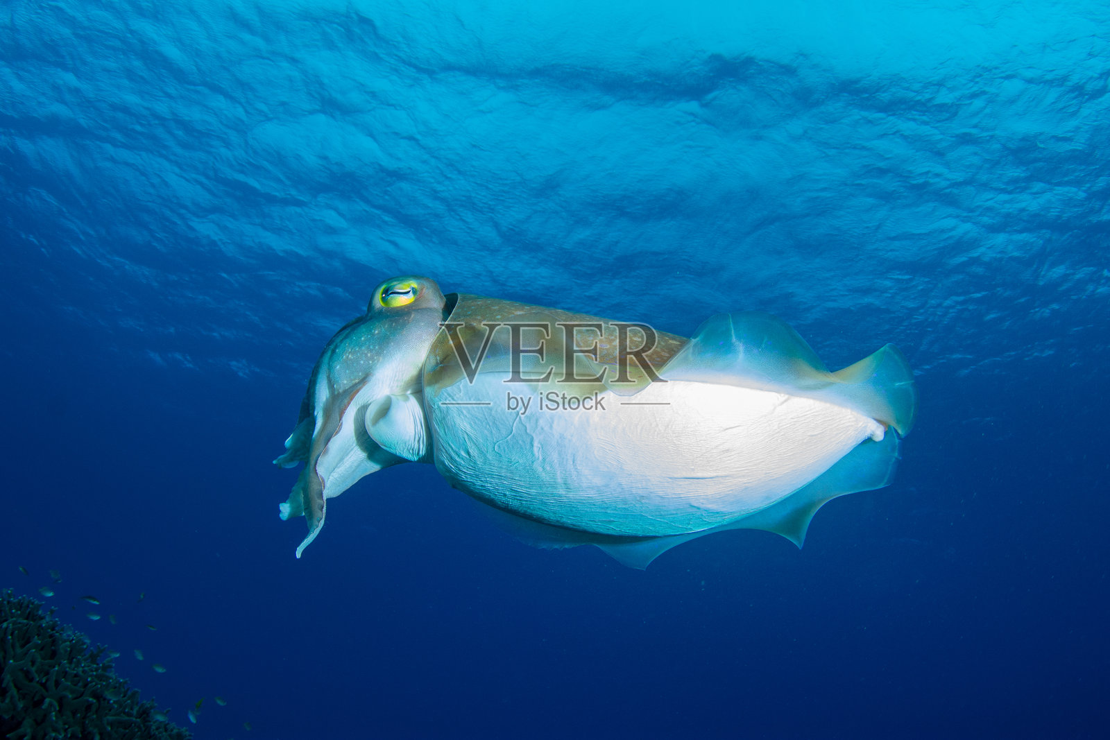 美丽的野生鱼类（宽鳍乌贼）在蓝色海洋中游泳照片摄影图片