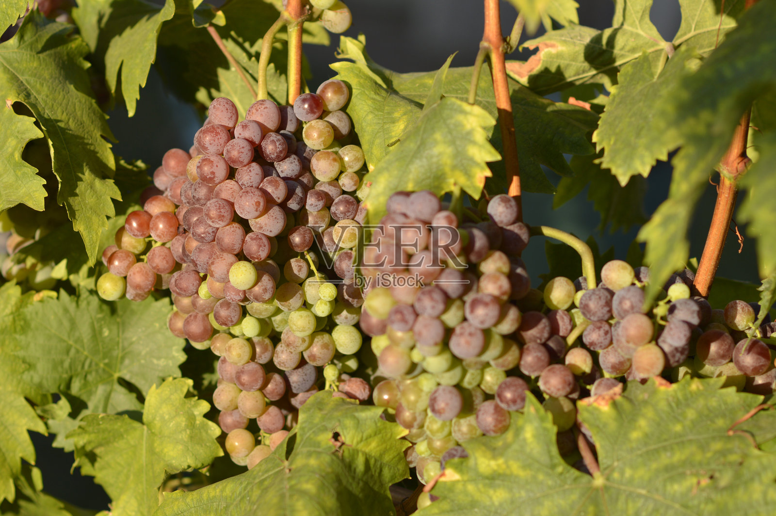 成熟的葡萄在葡萄园特写照片摄影图片