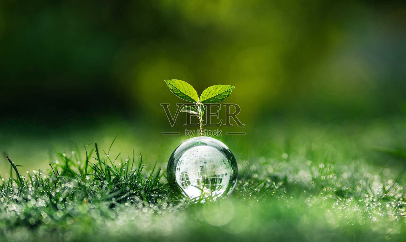 早晨，一棵小树在草坪上的玻璃球上生长。照片摄影图片