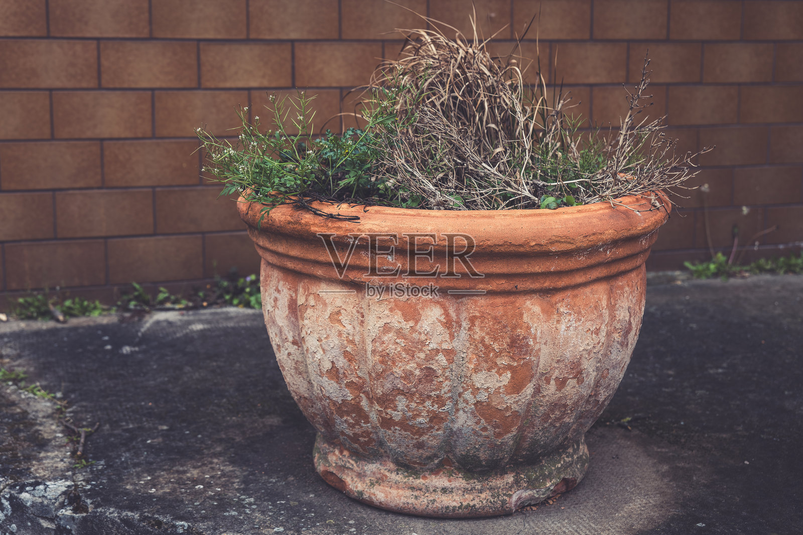 在黄昏时分的城市花园中，装满干草药的风化陶罐照片摄影图片