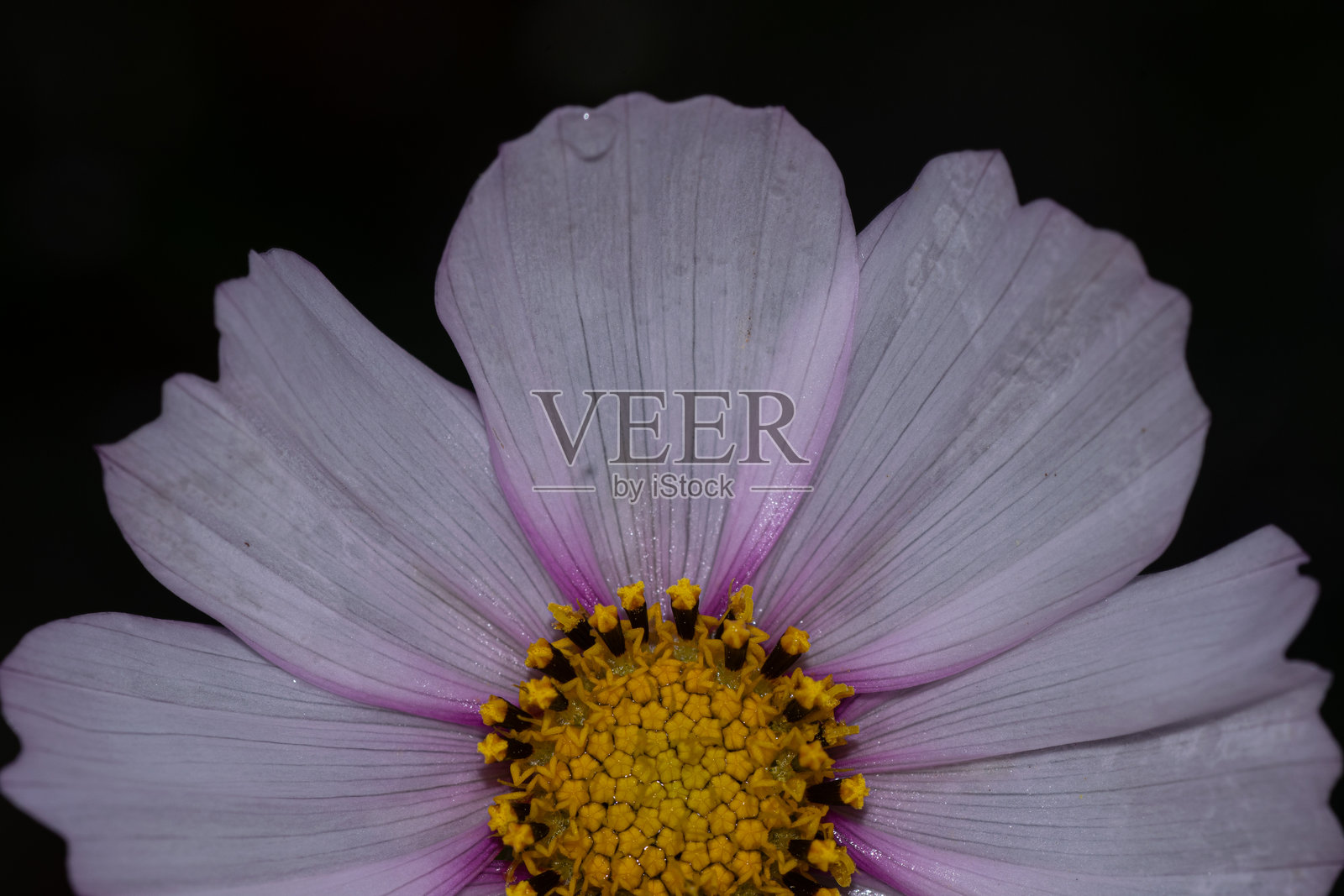 花园中的白色宇宙花照片摄影图片