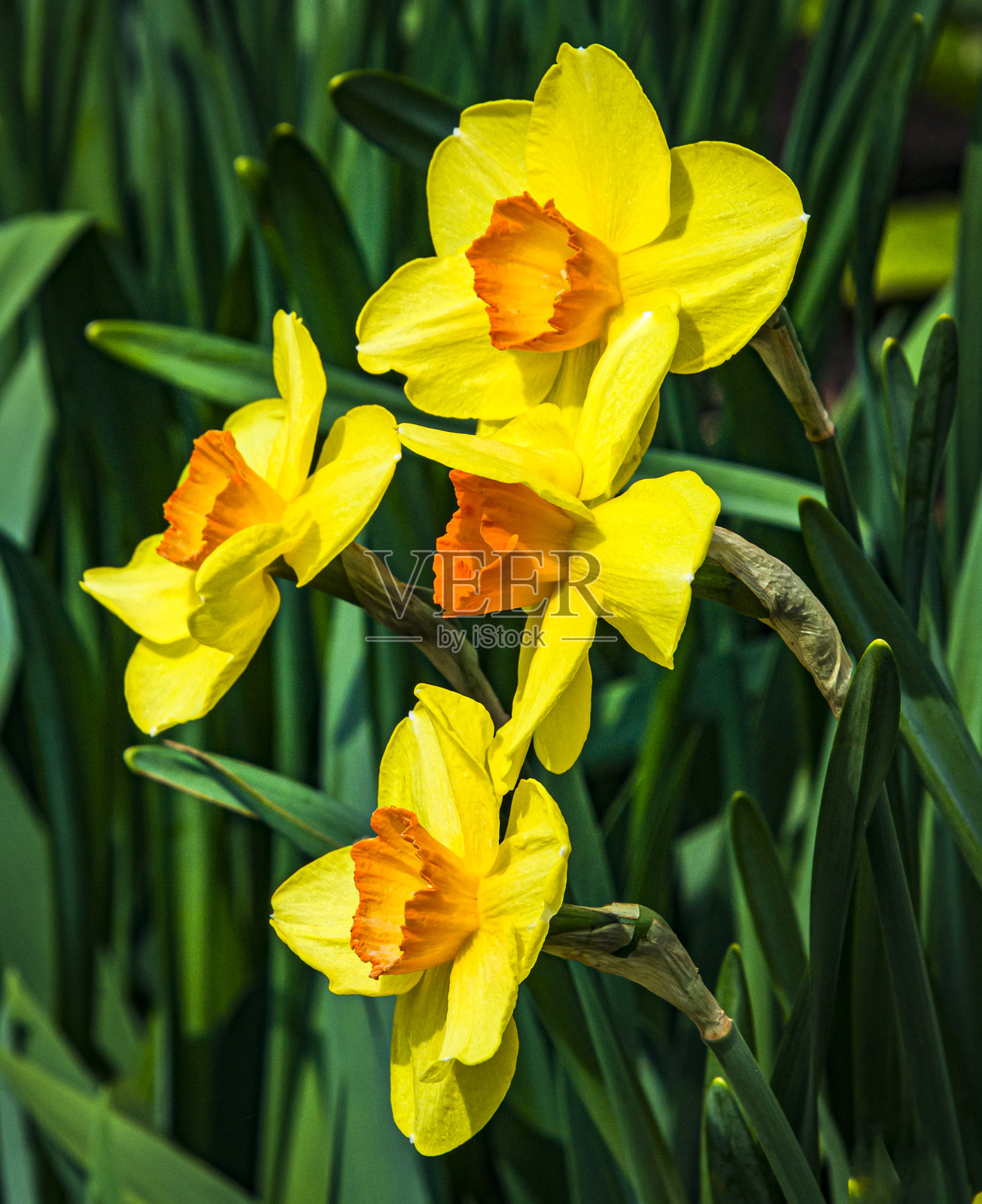 黄色和橙色的水仙花照片摄影图片