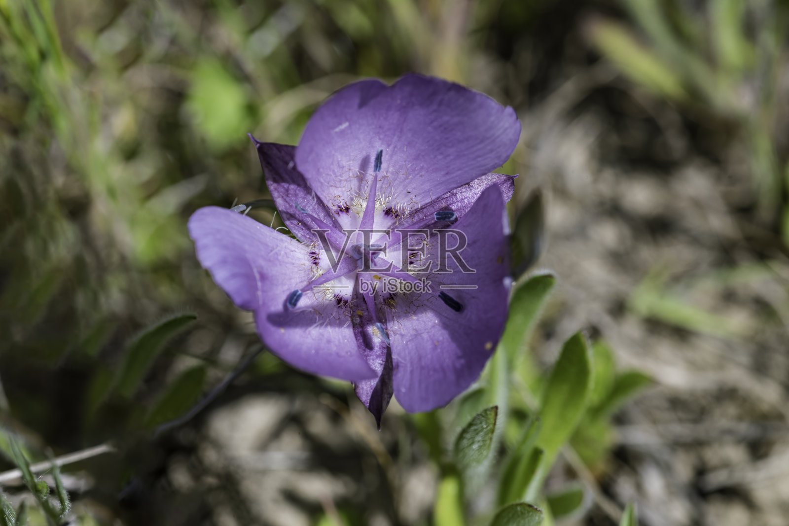 单花马里波萨百合（Calochortus uniflorus）是一种属于百合科的开花植物，常见名称有蒙特雷马里波萨百合和大花星百合。加利福尼亚州蒙特雷县福特奥德国家纪念碑。土地管理局。海滨。照片摄影图片