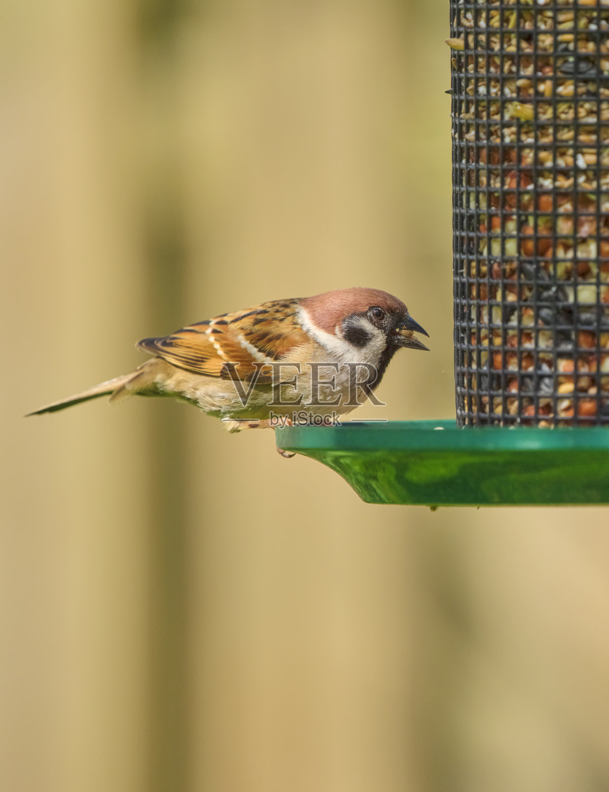 丹麦宁静户外中，一只栖息在喂鸟器上的麻雀展现了自然之美照片摄影图片