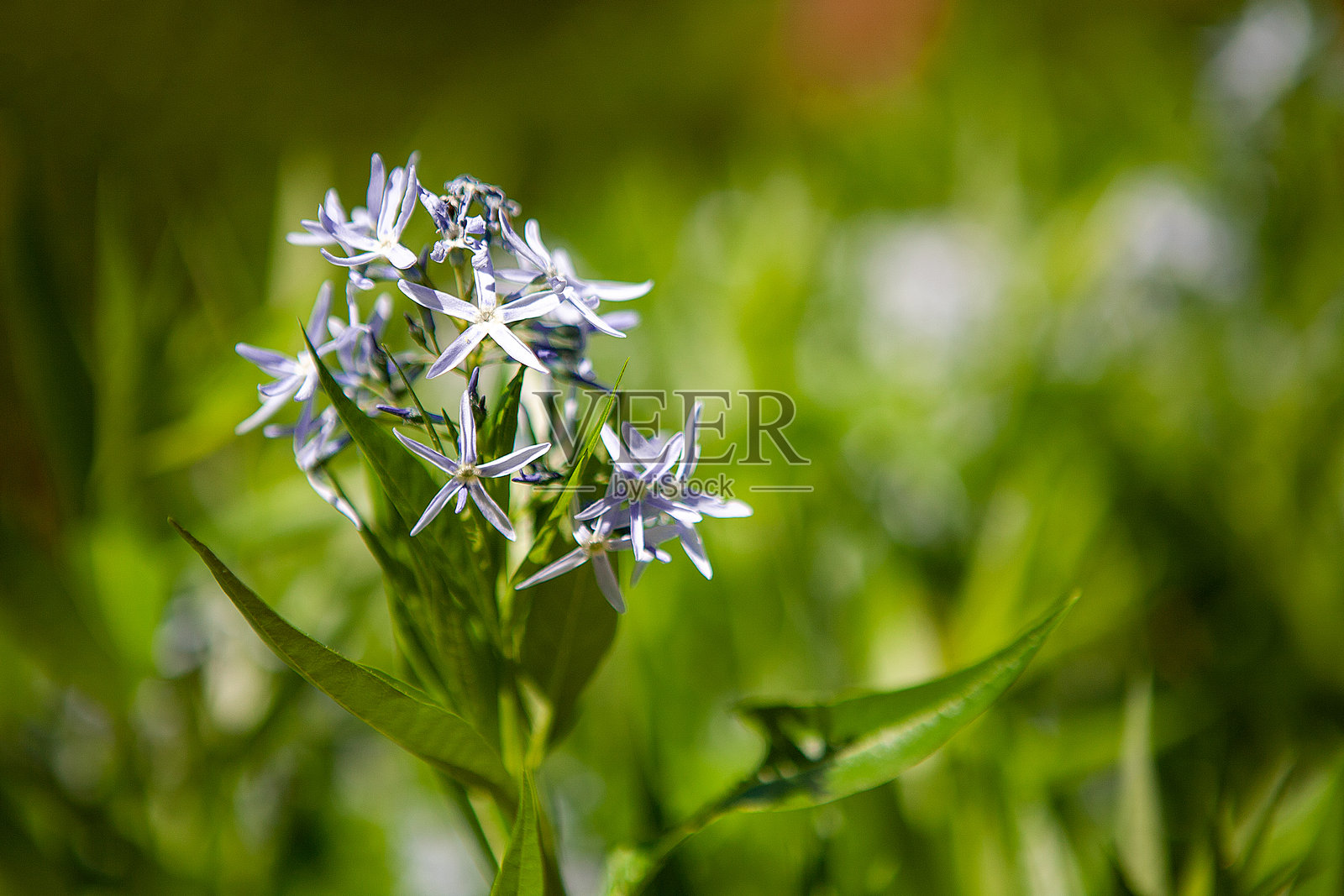花朵照片摄影图片