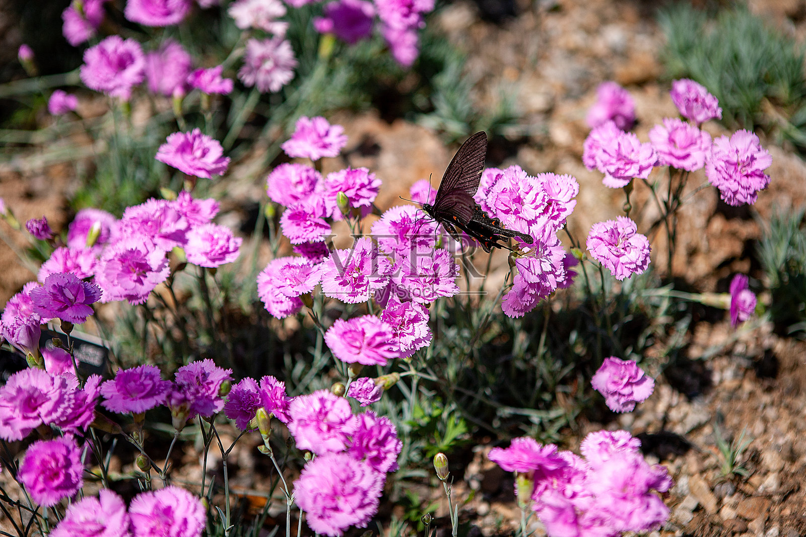 花照片摄影图片