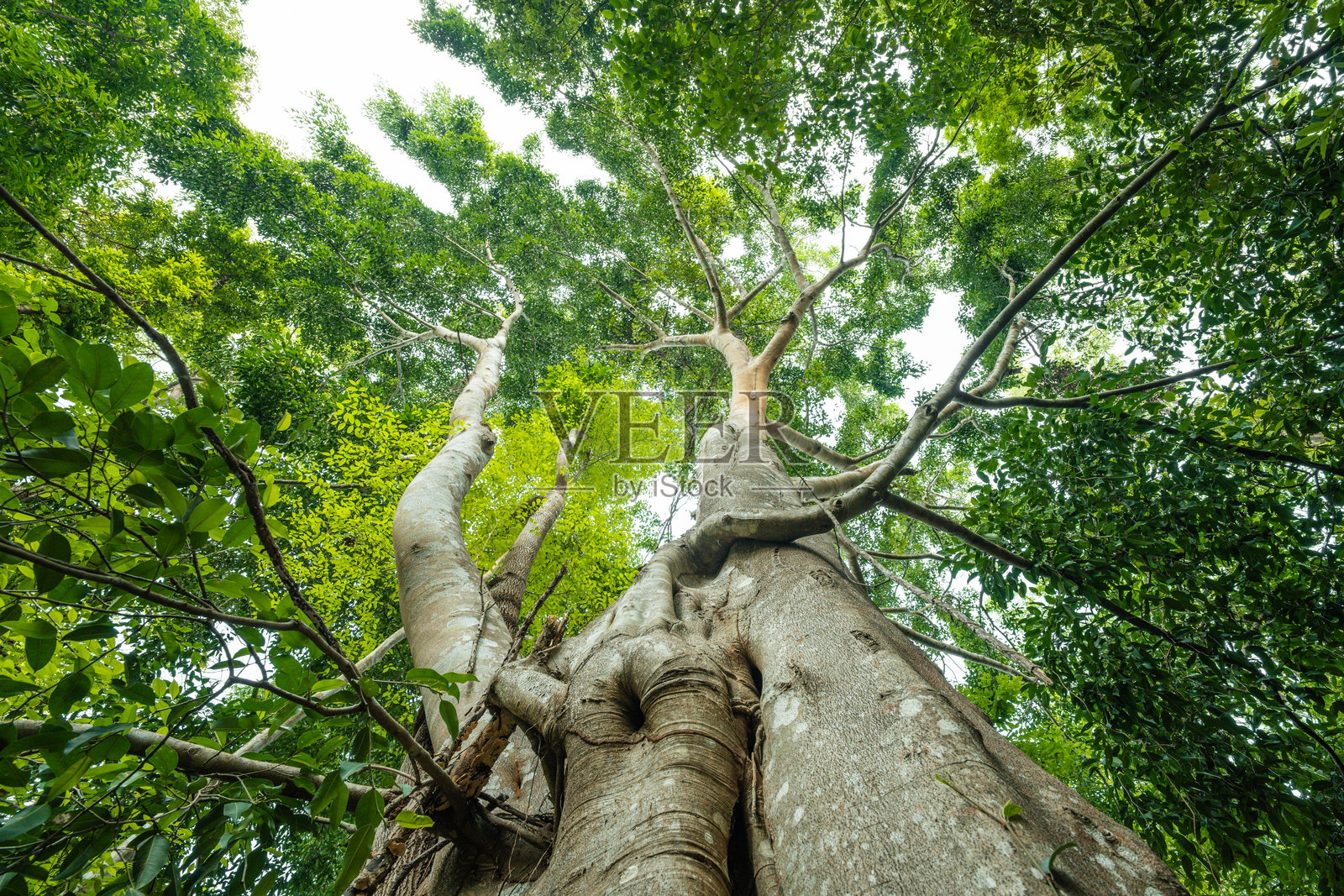 从底角看树木，森林与碳减排概念，旨在可持续环境照片摄影图片