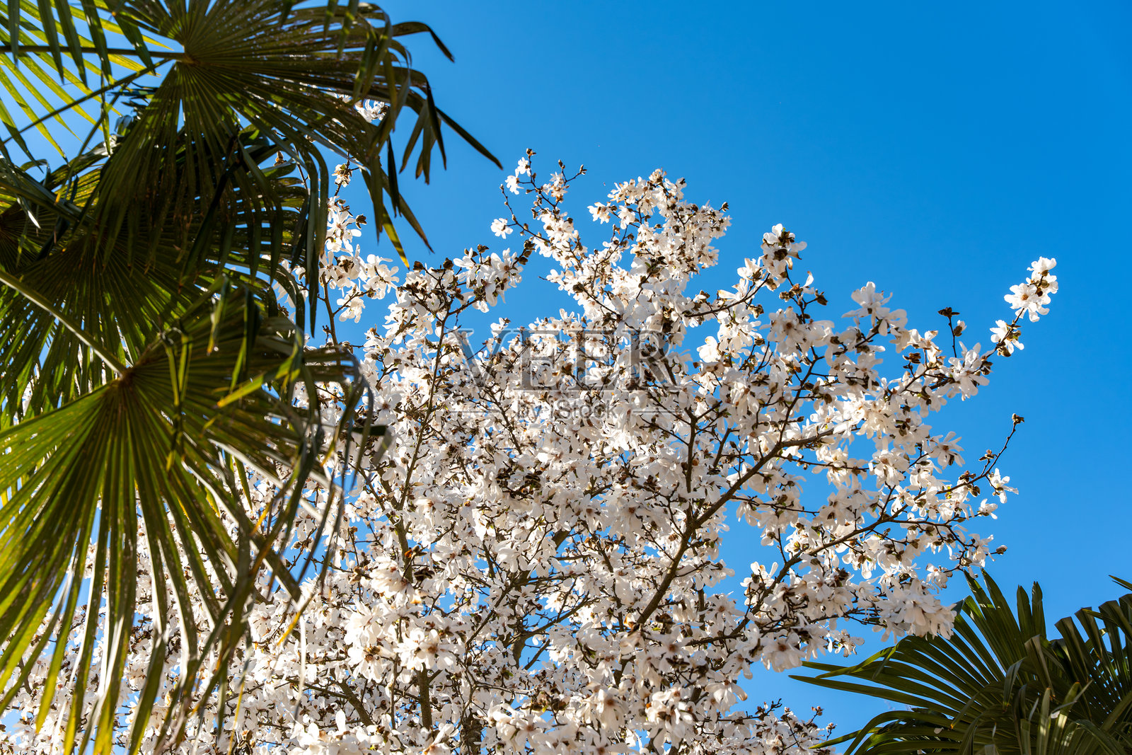 一棵开着白色花朵的树在棕榈树前面。照片摄影图片