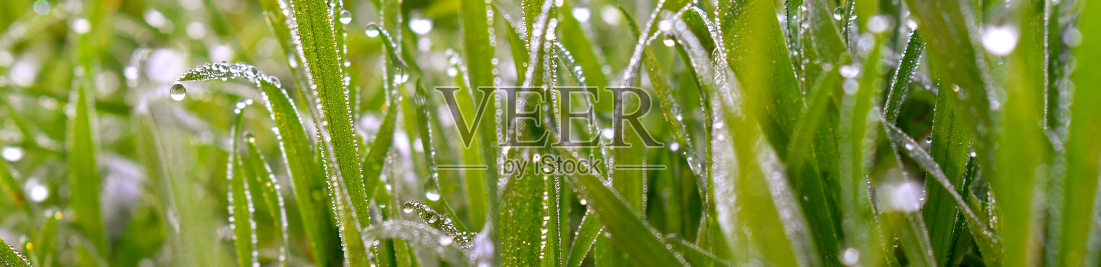 带露珠的绿色草坪，特写视角，自然背景照片摄影图片