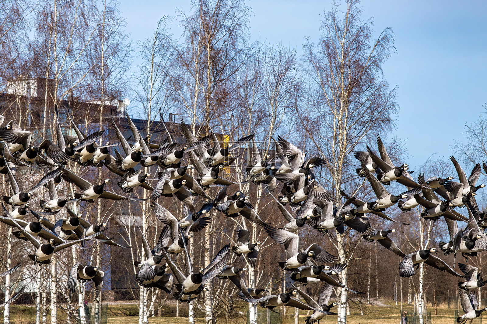 赫尔辛基，芬兰照片摄影图片