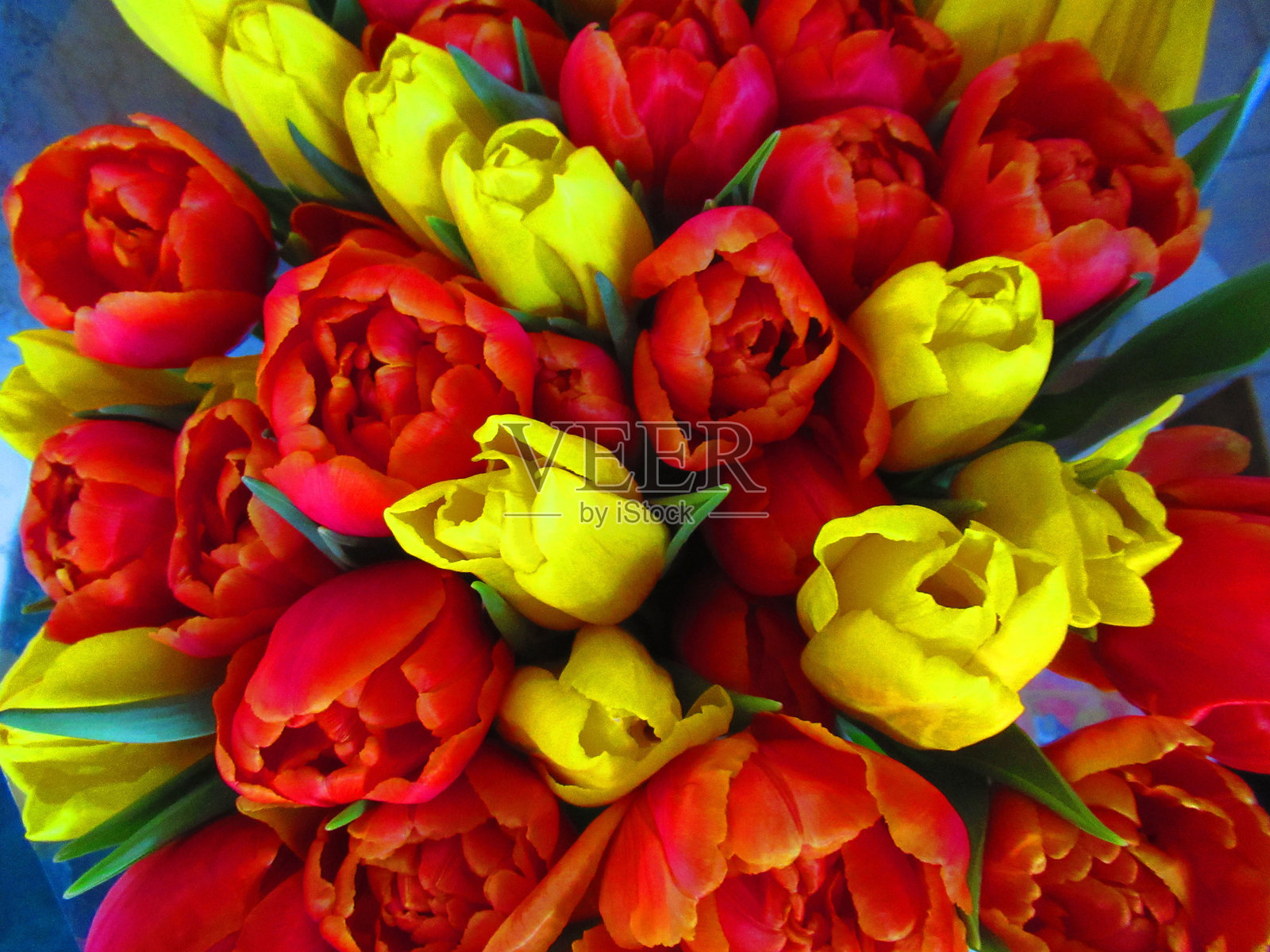 郁金香花头照片摄影图片