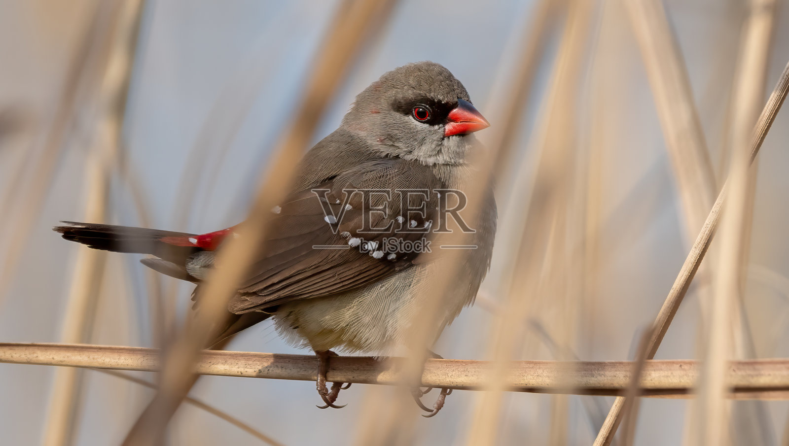 红胸鸲 3照片摄影图片