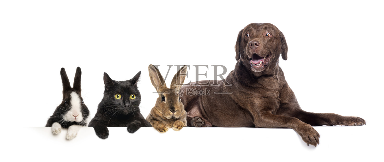 一群宠物在一起摆姿势，兔子、猫和狗展现友谊照片摄影图片