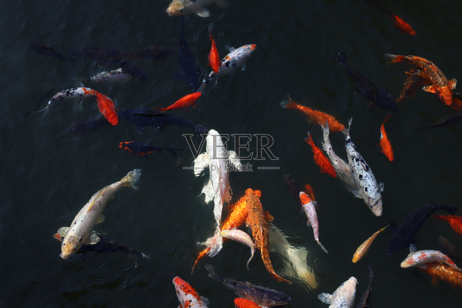 锦鲤照片摄影图片