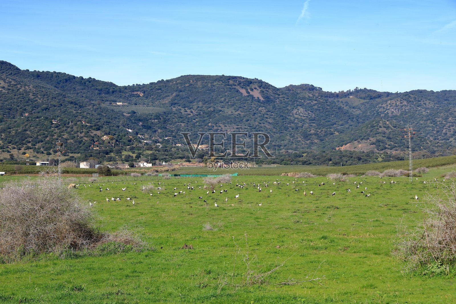 一大群鹳在西班牙安达卢西亚的科尔多瓦附近的埃尔希格龙休息照片摄影图片