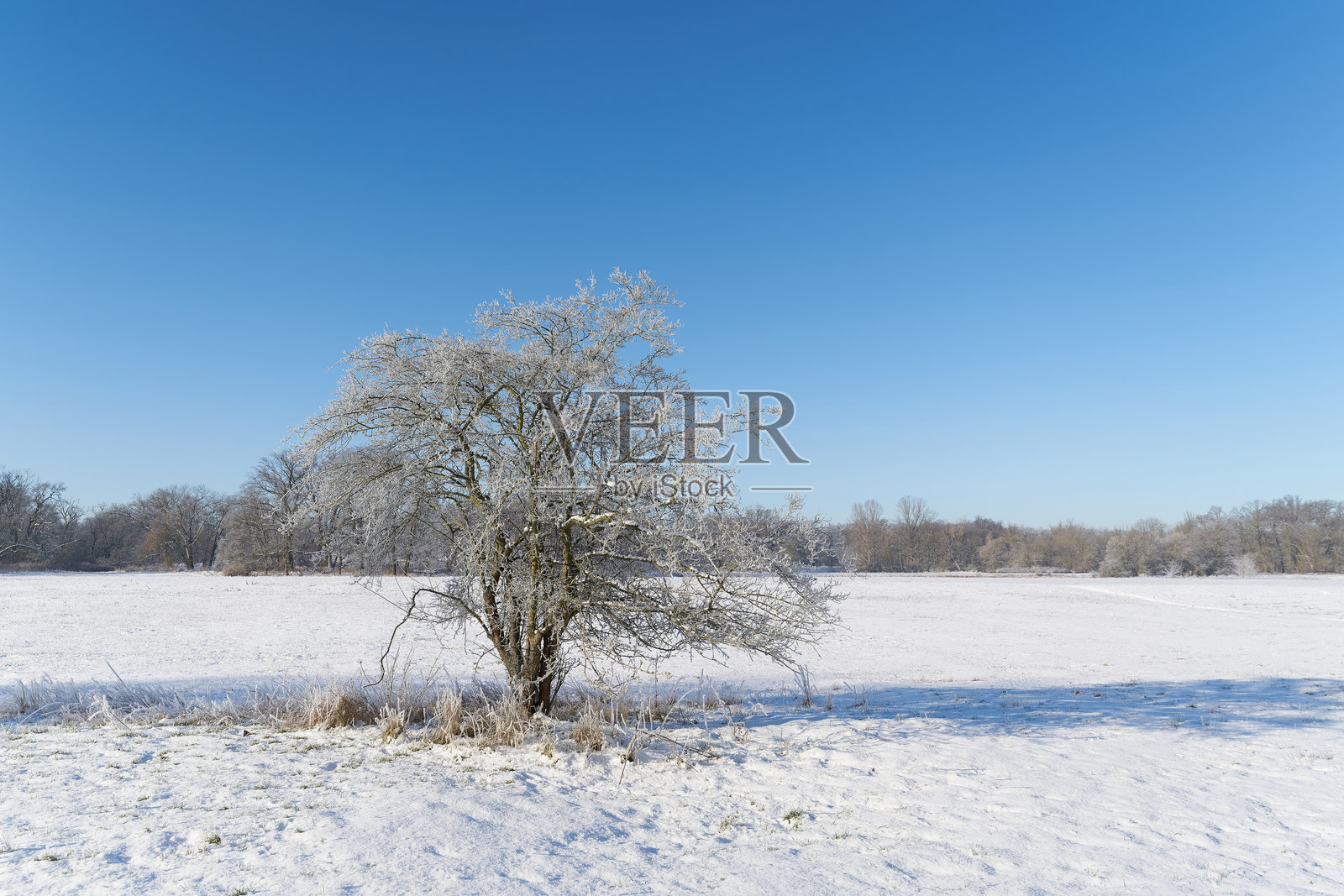 冬季风景与单果山楂树（Crataegus monogyna）照片摄影图片