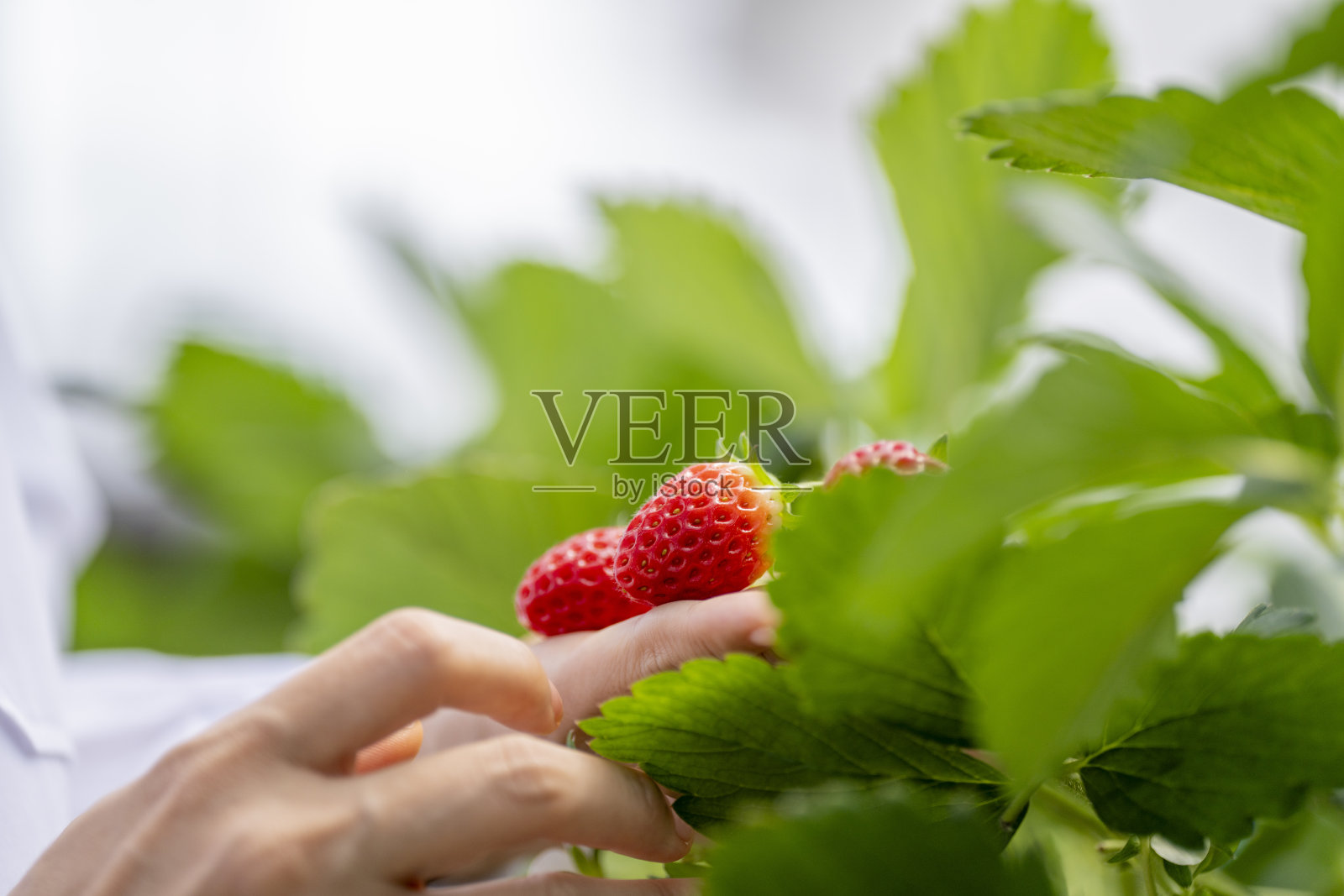 一位农民在受控温室环境中仔细检查成熟的草莓，以确保高质量的有机农产品。可持续农业支持环保和高效的食品生产。照片摄影图片