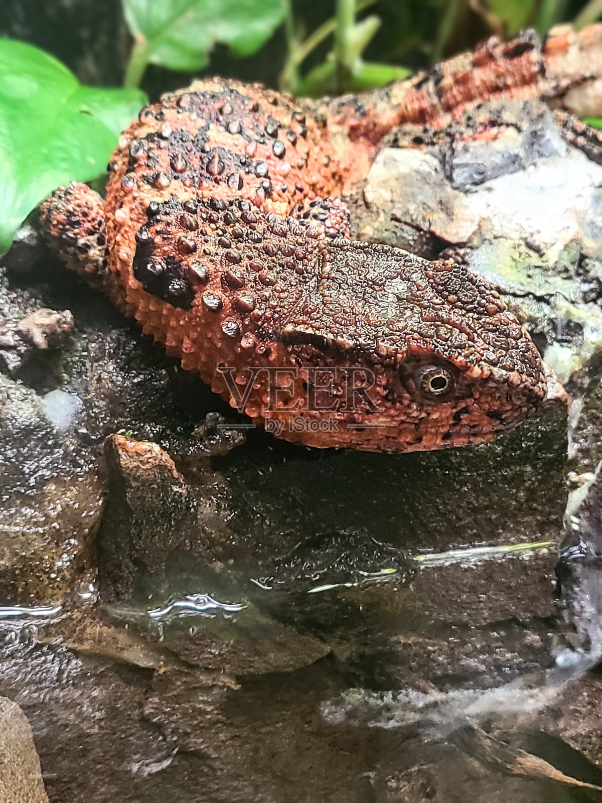 岩石上的中国鳄蜥在凝视水坑