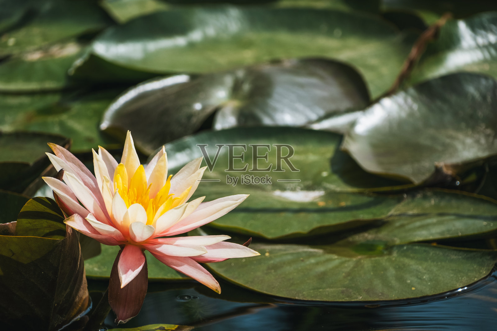 莲花照片摄影图片