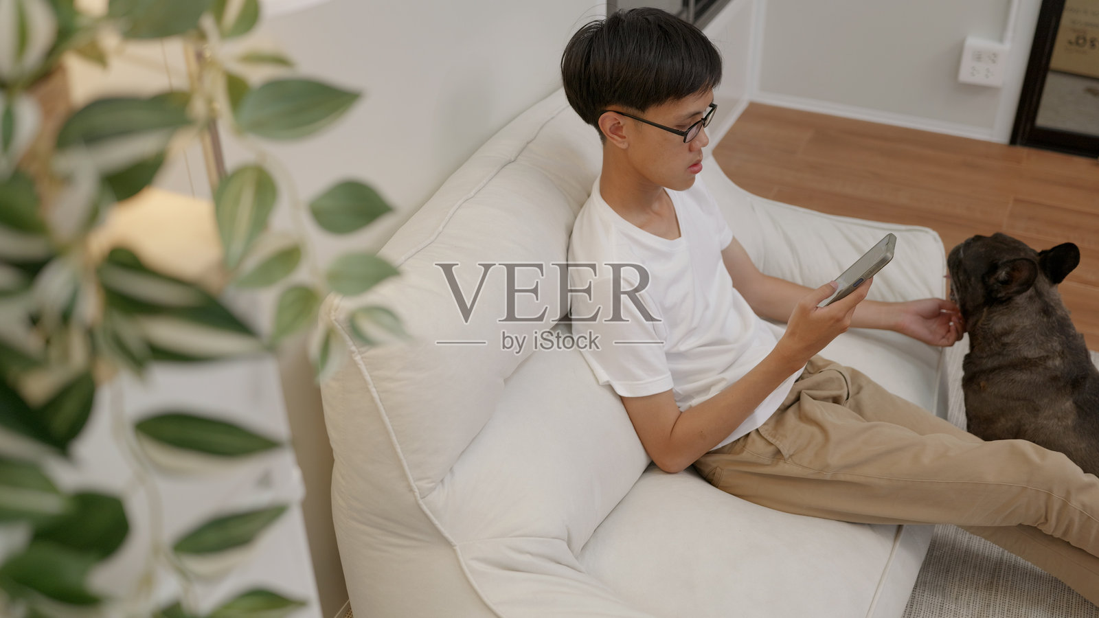 快乐的亚洲男子戴着眼镜，使用智能手机，亲切地抚摸着他的黑色法国斗牛犬，温馨的客厅。4k。照片摄影图片