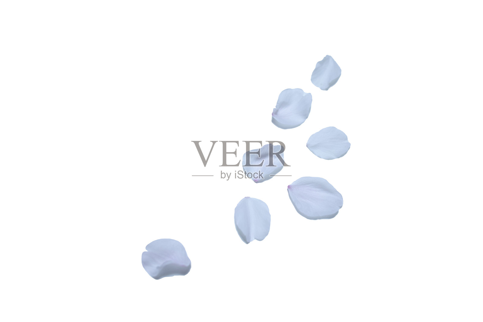 白色背景上的樱花花瓣照片摄影图片