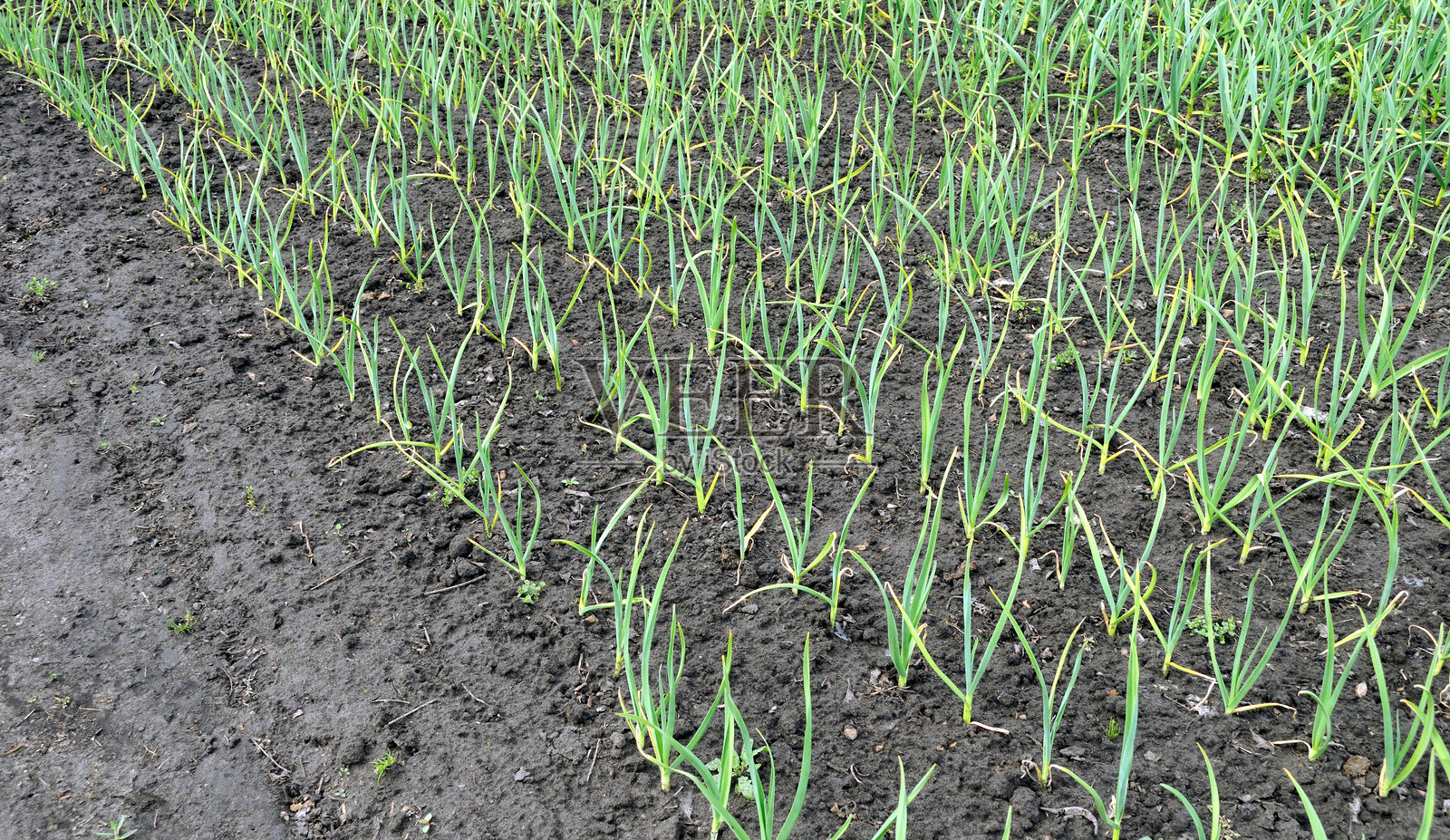 有机种植的大蒜农场照片摄影图片
