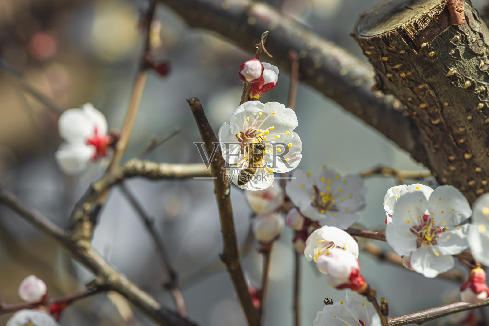 盛开的杏树枝上点缀着细腻的白色花朵，背景柔和。春天的自然苏醒。照片摄影图片