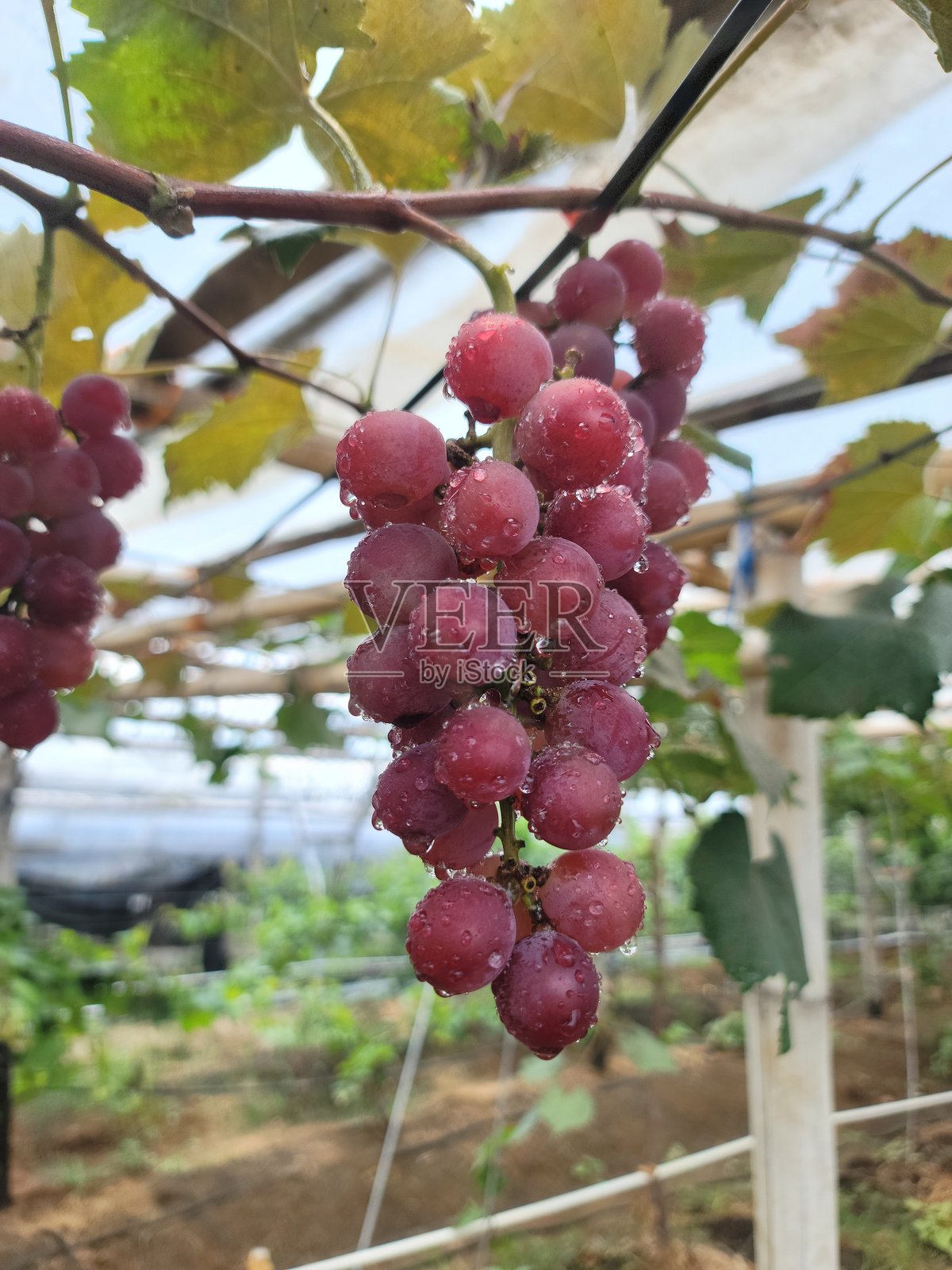 成熟红葡萄的新鲜感照片摄影图片