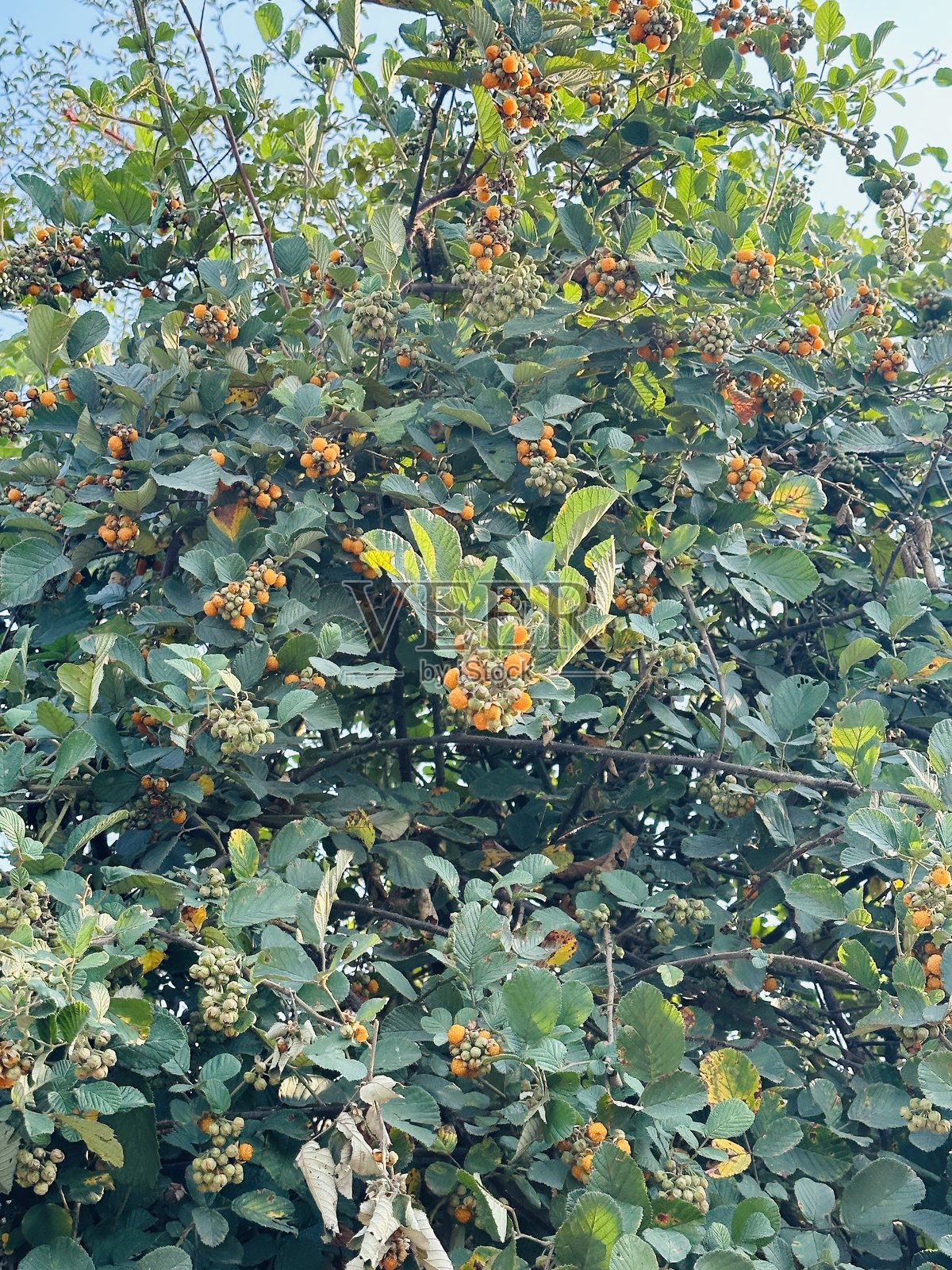 花卉自然照片摄影图片