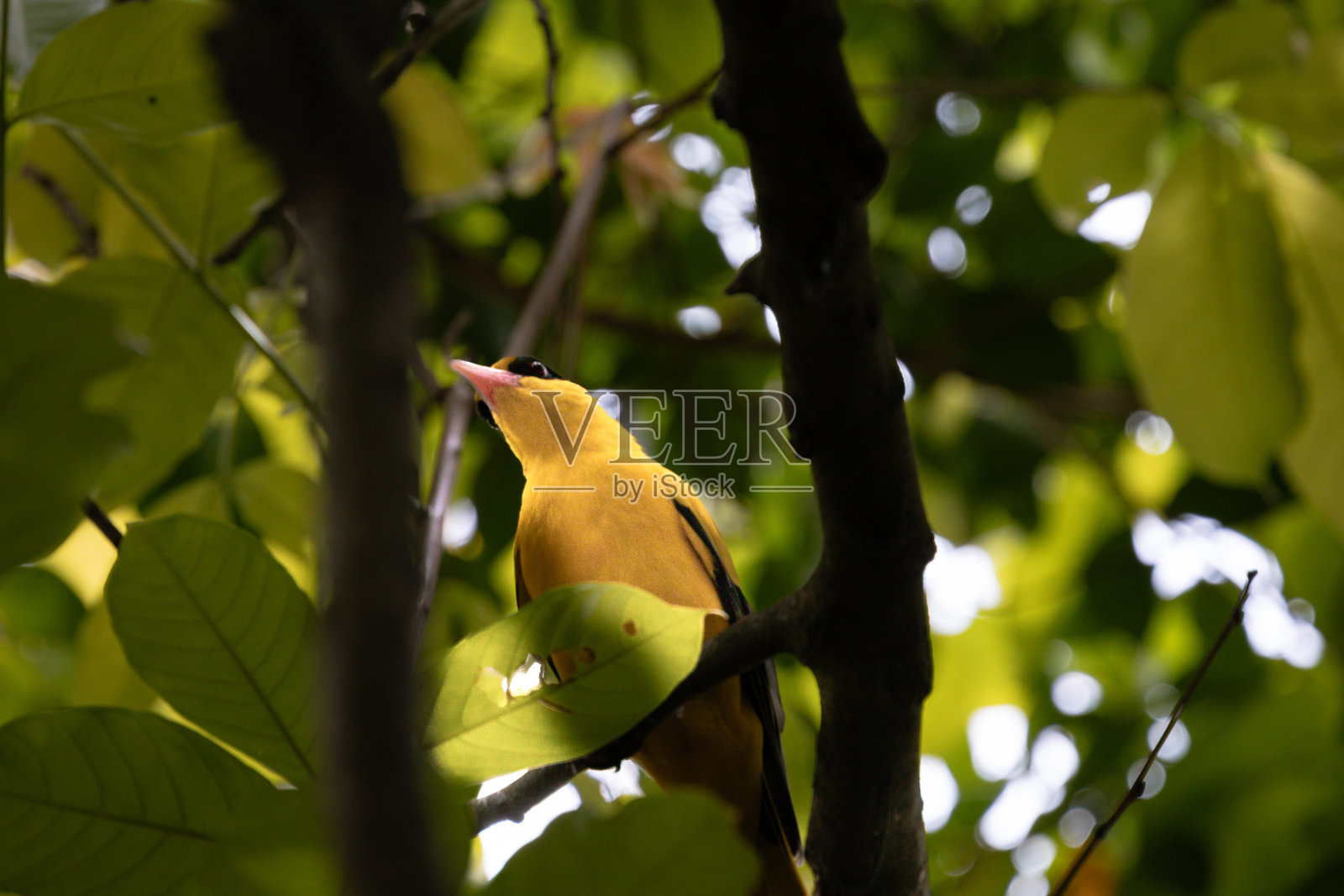 黄鸟黑领黄鹂栖息在树上（Oriolus chinensis）照片摄影图片