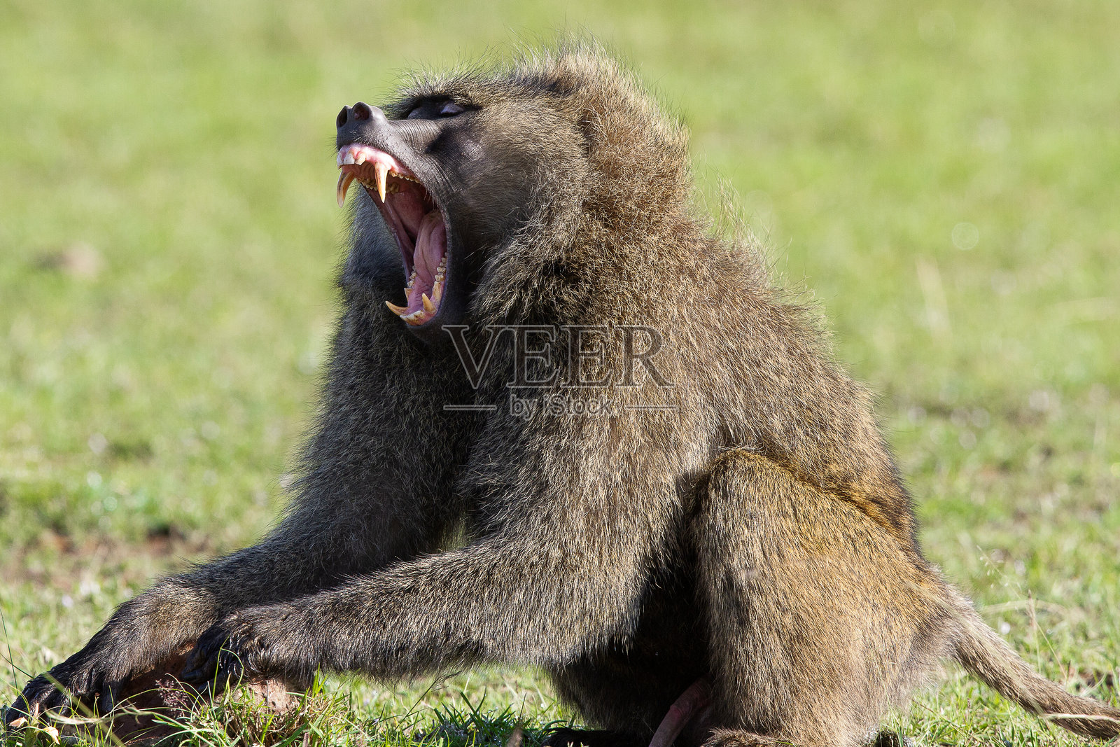 狒狒照片摄影图片