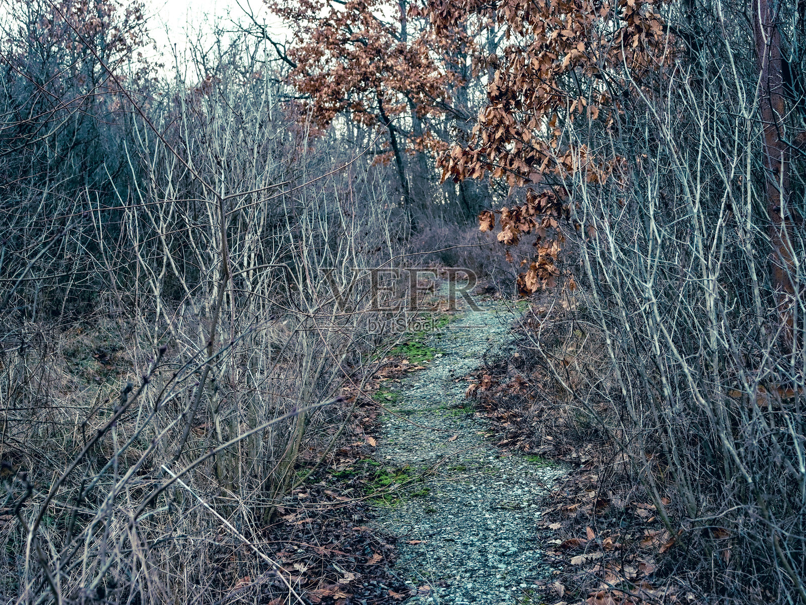 自然照片摄影图片