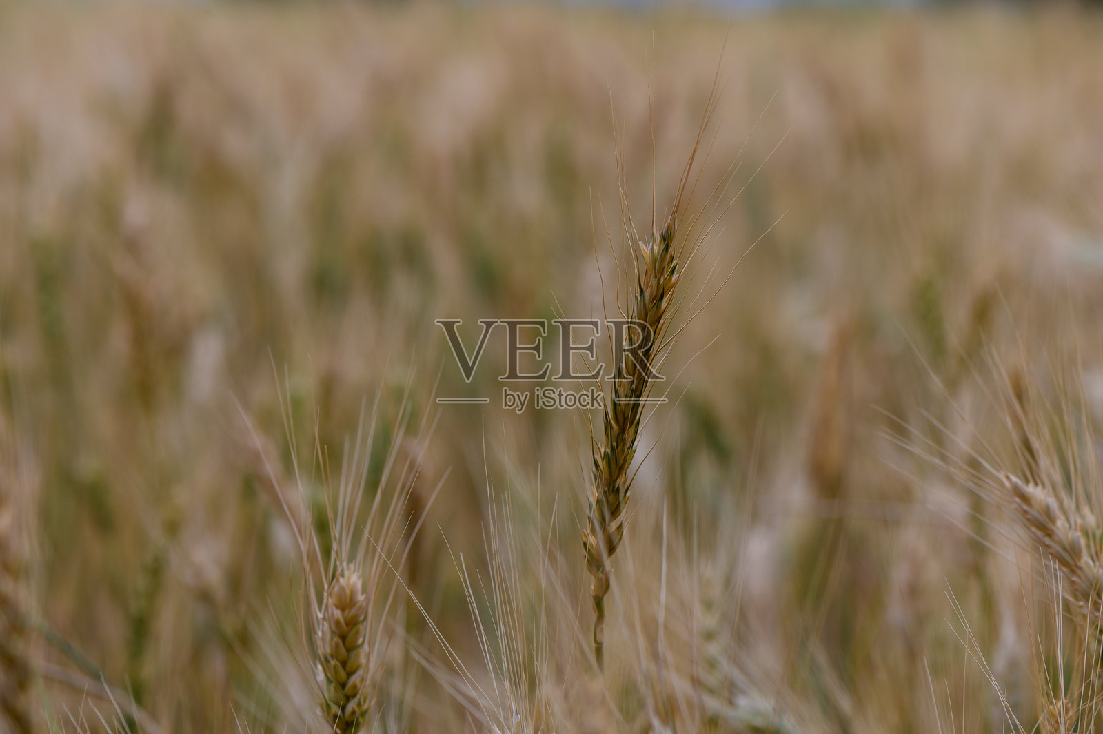 金色的黑麦穗在微风中摇曳，映衬着晴朗的蓝天。北塞浦路斯的夏季乡村风光。照片摄影图片