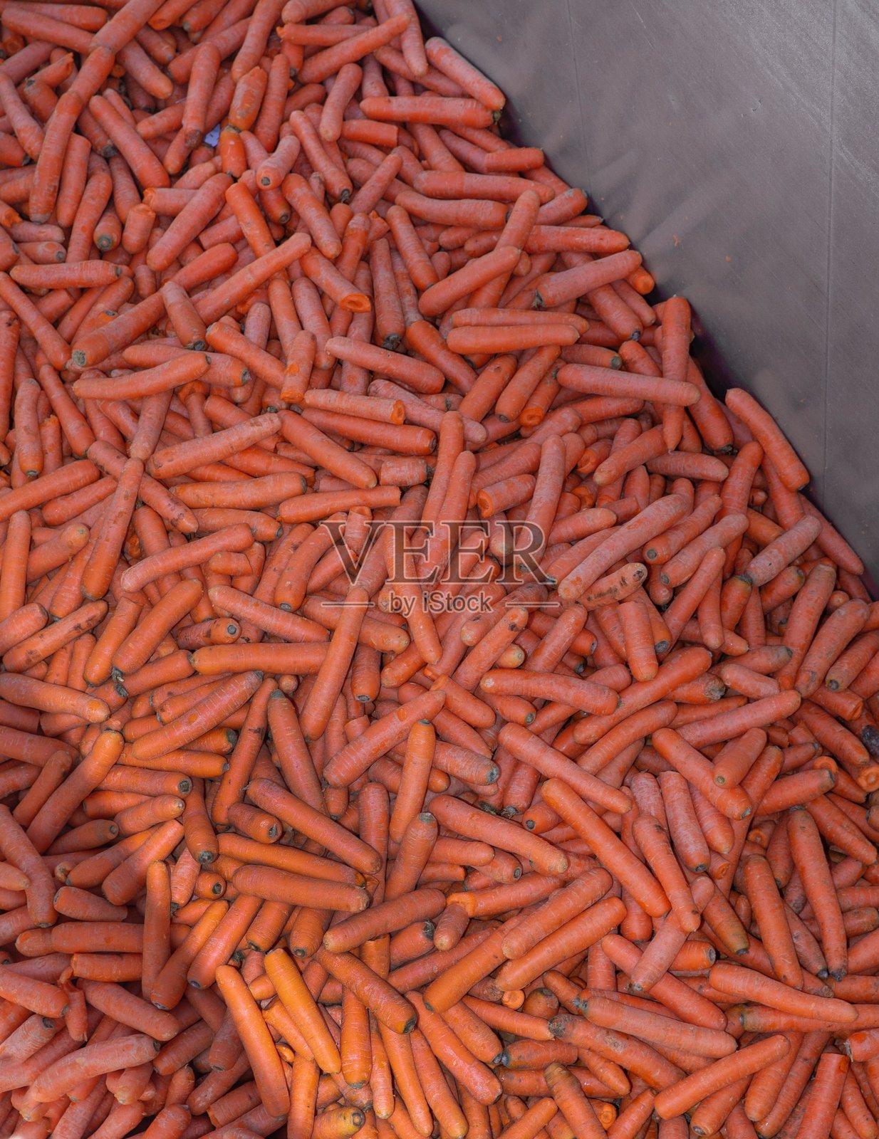 从农场运输装在箱子里的胡萝卜。照片摄影图片