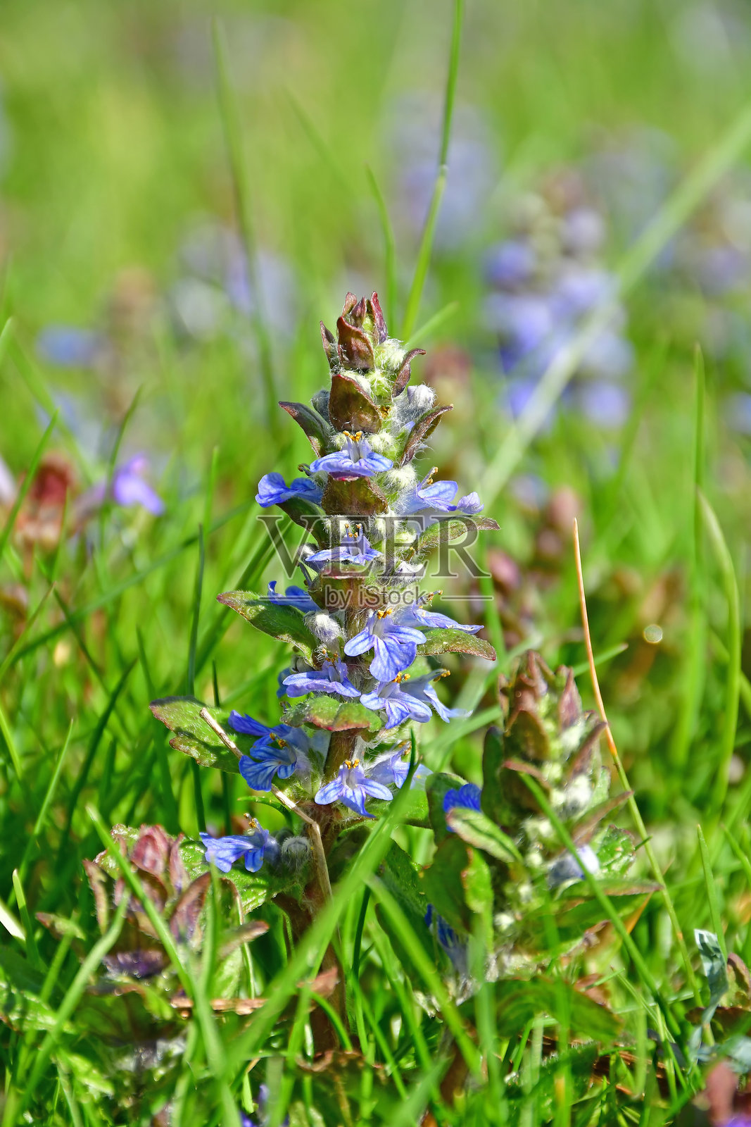 蓝色喇叭草药用植物与花朵照片摄影图片