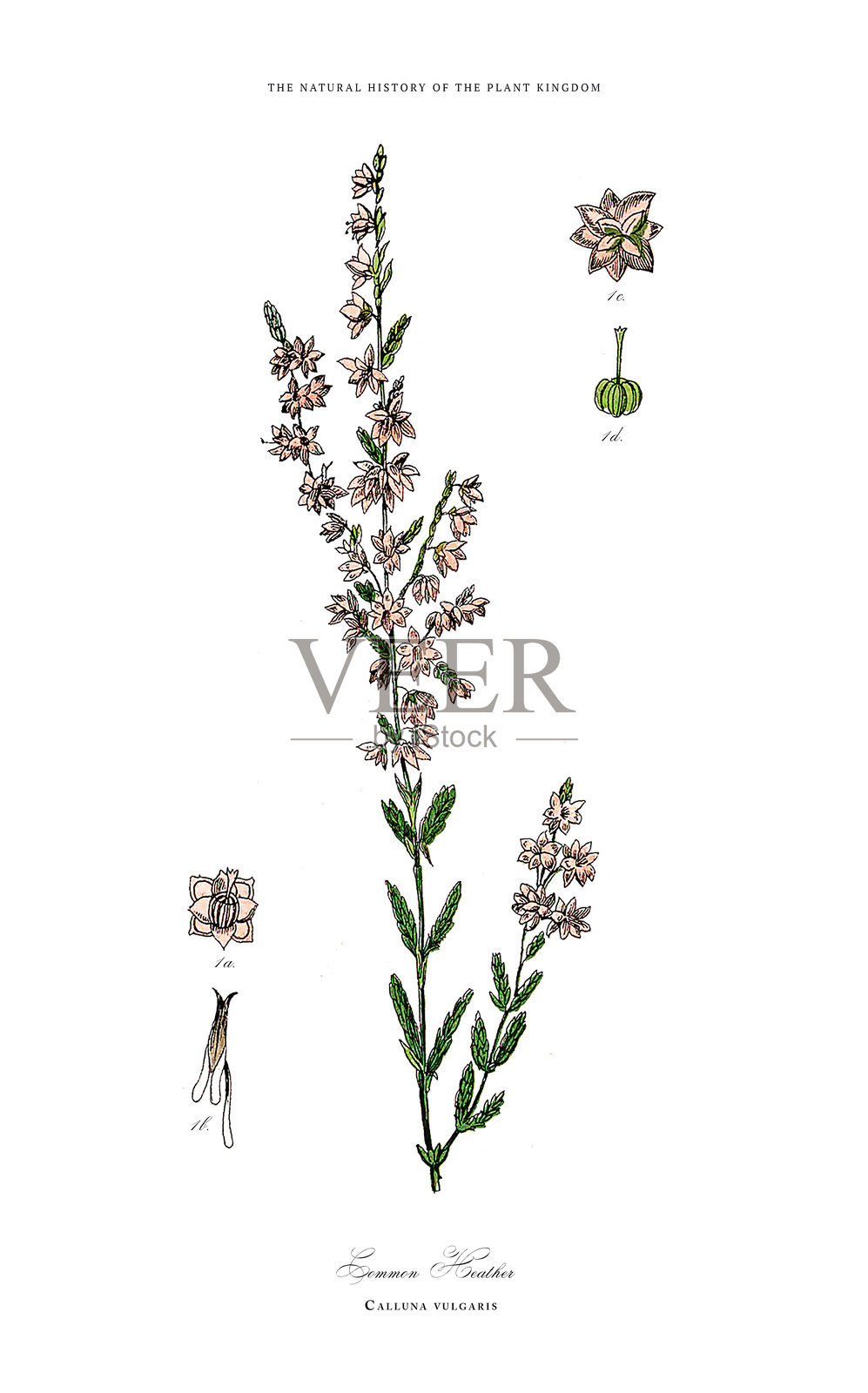 古董草本和开花植物，植物王国，维多利亚时代植物插图，约1853年插画图片素材