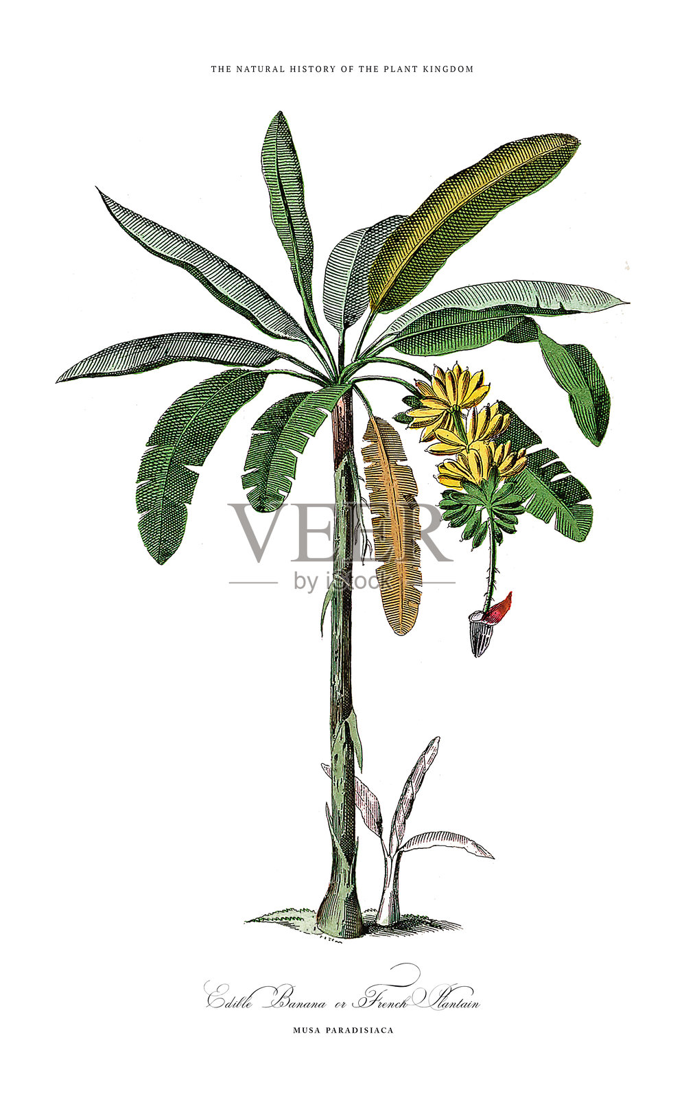 古董灯泡与开花植物，植物王国，维多利亚时代植物插图，约1853年插画图片素材