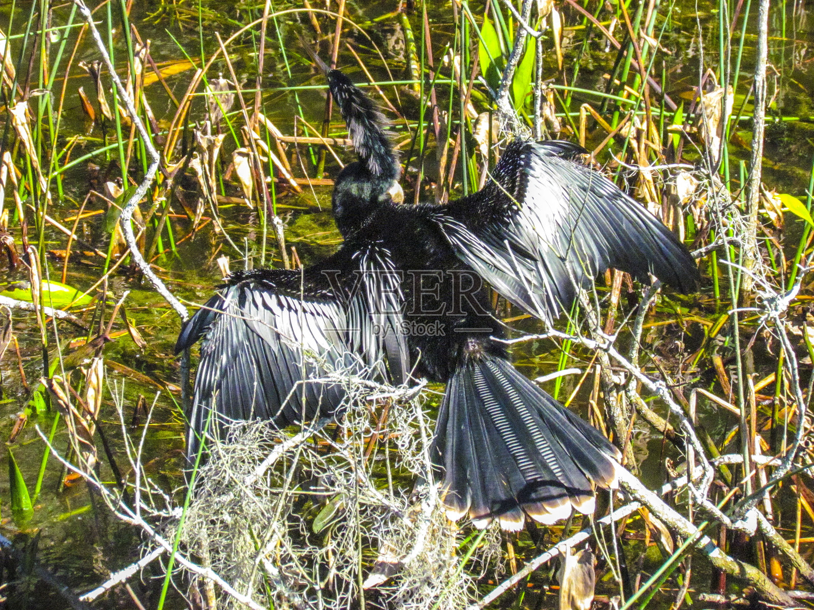 张开翅膀的安赫尔鸟栖息在树枝上，背景是草地。照片摄影图片